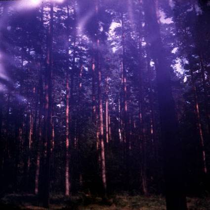 wald_01.jpg